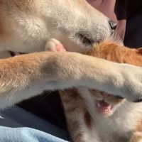 柴犬の前足で顔が隠れている猫