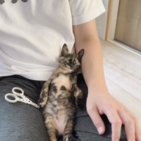 寝ている子猫