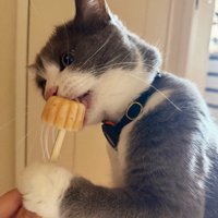 おやつを舐める猫