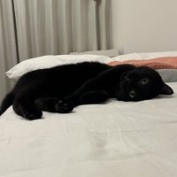 ベッドに横たわってカメラを見る猫