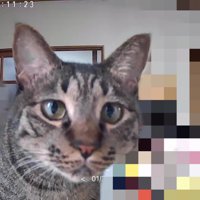 ペットカメラに映った猫