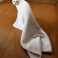 毛布を引きずる猫