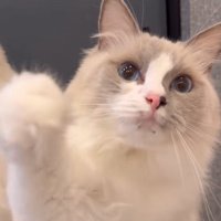 カメラにパンチする猫