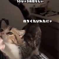 伸びをする猫