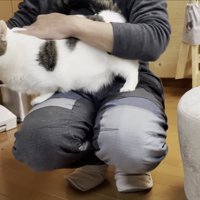 サイ型の椅子からお父さんの膝へ体を移す豆大福くん