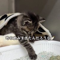 眠そうな猫