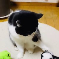 ぬいぐるみをなでる猫