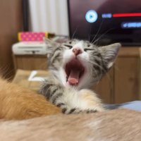 あくびをする猫