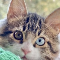 オッドアイの猫