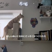 ぬいぐるみを狙う猫