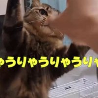 友人と戯れる猫