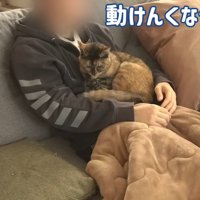 パパさんの上