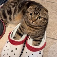 クロックスを履く猫