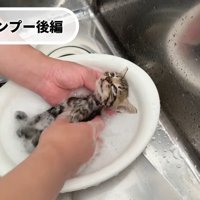 仰向けのキジちゃん