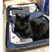 キャリーバッグに入る猫