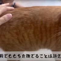 怒る猫