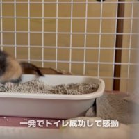トイレで用を足す子猫