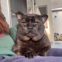 人のひざの上に乗る猫