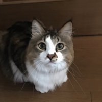 カメラ目線の猫