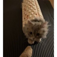 室内にいる猫