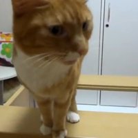 斜めを向いた姿