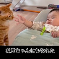 赤ちゃんの手に近づく猫