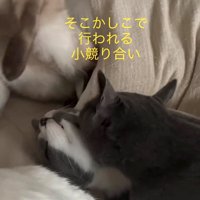 噛まれている猫