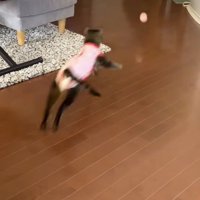 ボールを追いかける猫