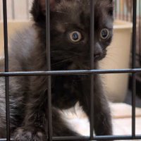 一点を見つめる黒猫の顔