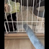 ケージの中にいる子猫