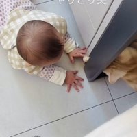 手をちょんちょんし合うスコティッシュフォールドと赤ちゃん