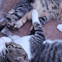 じゃれる2匹の子猫