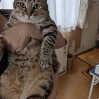 奥様に抱っこされるキジトラ猫