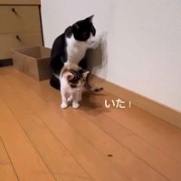 虫を見つけた2匹の猫