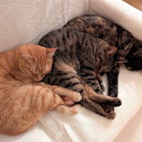 3匹並んで眠る猫たち