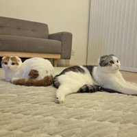 寝そべっている2匹の猫