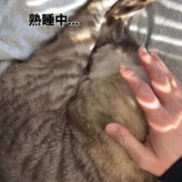 熟睡中の猫