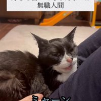 人の上に乗っている猫と「ミャーン」の字幕