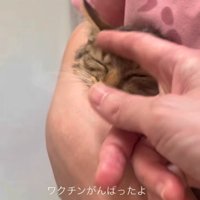 頭を撫でられる子猫