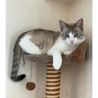 くつろいでいる猫