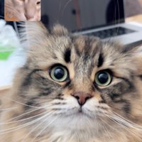 ビデオ通話に写るサイベリアンとソマリ（小窓ワイプ）