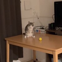 ボールの前に座る猫