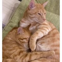 室内にいる猫たち