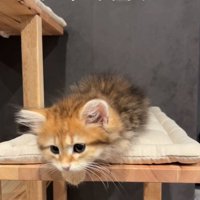 おねむな猫