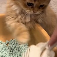 「私のトイレになにしてるの！」のテロップ写真