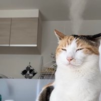 頭から湯気を出している目を細めた猫（半身）