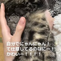 飼い主に抱っこされて体を捻ってそっぽを向いている猫