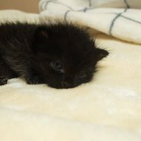 寝そべる子猫