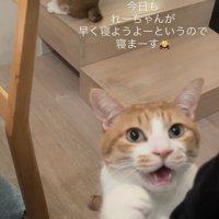 ママをベッドに誘う茶白猫と後ろの階段に座る茶白猫