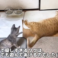 しっぽで遊ぶ子猫と遊ばせる猫